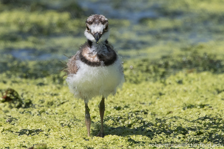 emily renzel wetlands